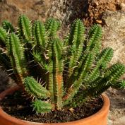 Молочай бахромчатый (Euphorbia fimbriata) Молочай бахромчатый (Euphorbia fimbriata)