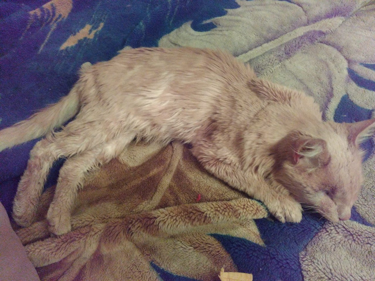 Котейка, которому повезло