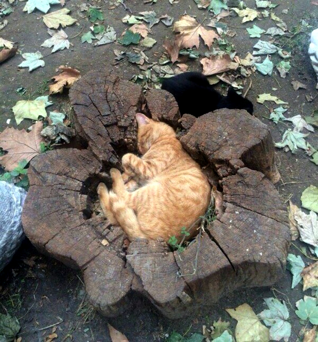 В пеньке. В пеньке.