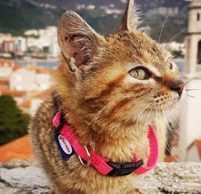 Кошка в Италии Кошка лежит