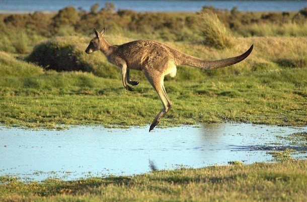 Удивительные факты про кенгуру, которые вы могли не знать