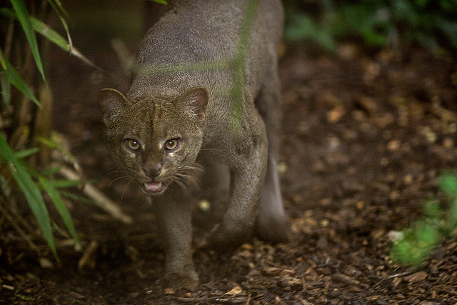 jaguarundis2