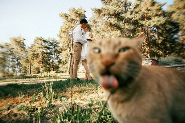 Коты, которые пытались  испо&hellip;