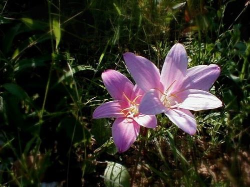 Зефирантес (Zephyranthes) Зефирантес (Zephyranthes)