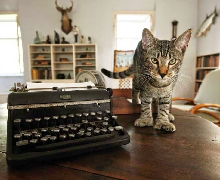 Hemingway-Cat