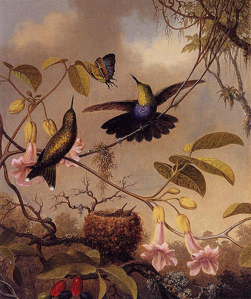File:Fort-Tailed Woodnymph.jpg