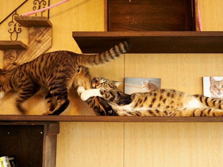Влюбленные котейки Влюбленные котейки