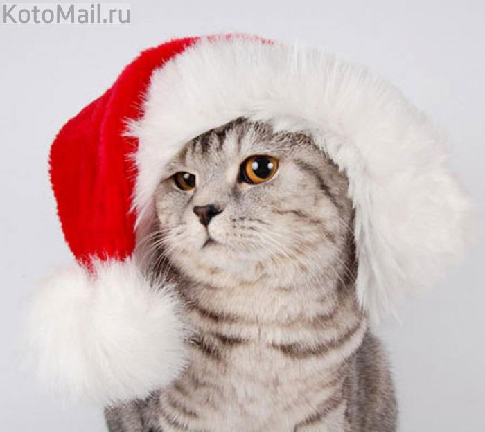 Коты и елка Коты и елка