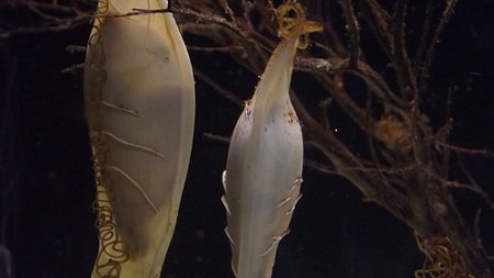 10 Самых странных предметов, найденных на дне океана 10 Самых странных предметов, найденных на дне океана