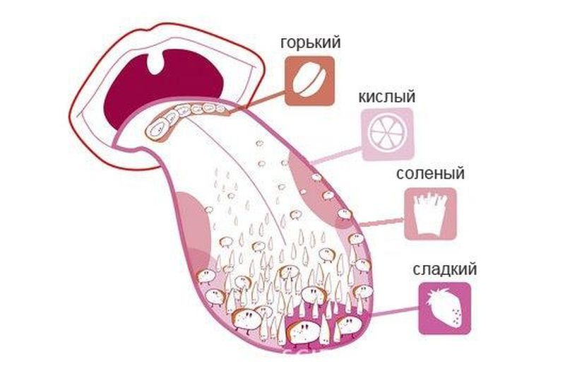 Язык мой — не враг, или что 8-сантиметровый орган может рассказать о здоровье Язык мой — не враг, или что 8-сантиметровый орган может рассказать о здоровье
