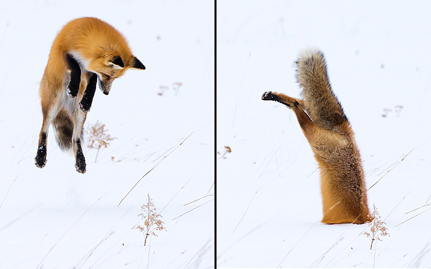 Лиса прыгает головой в снег, чтобы поймать грызунов в Йеллоустонском национальный парке