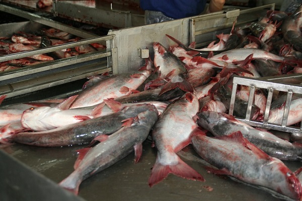 пангасиус опасен для здоровья