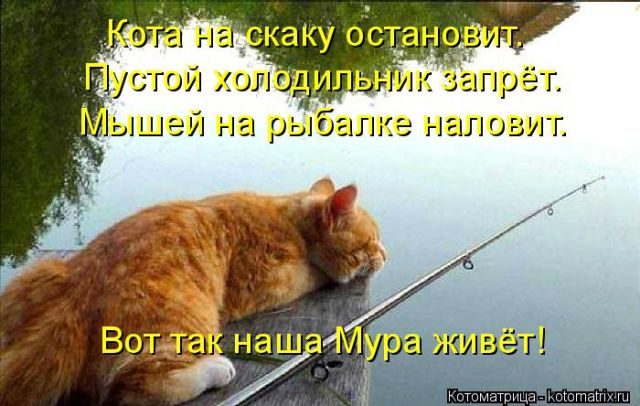 Самые смешные котоматрицы за прошедшую неделю