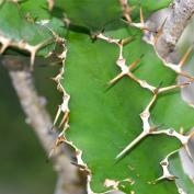 Молочай крупнозубчатый (Euphorbia grandidens) Молочай крупнозубчатый (Euphorbia grandidens)