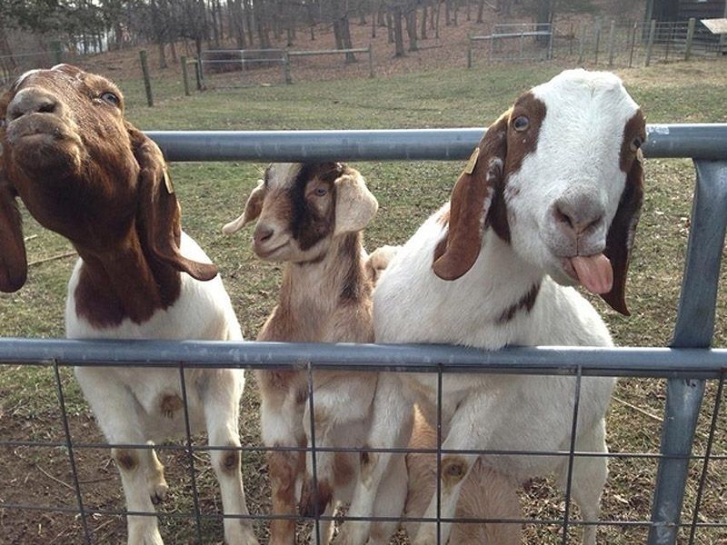 smilinggoats21 Козляшки улыбашки