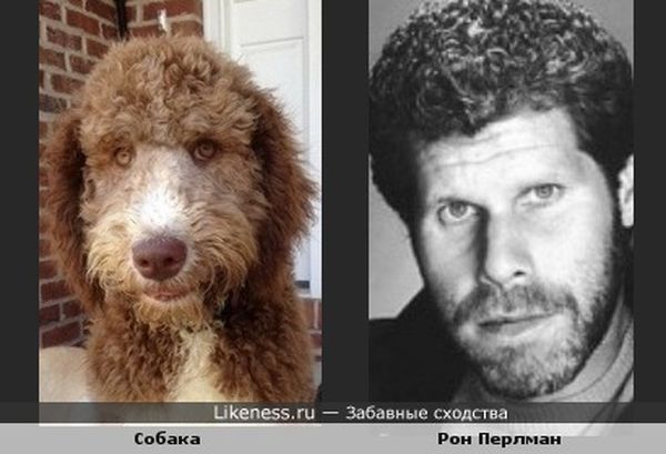 сходства, люди