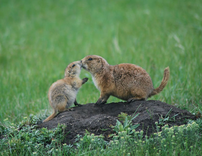 Paririe Kiss, 2nd Place In Amazing Animals (US) By Frey Youssef, Age 12