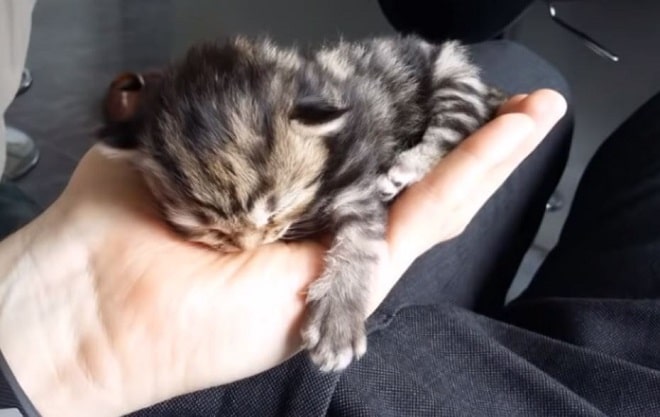 Котенок спит Котенок на лодошке