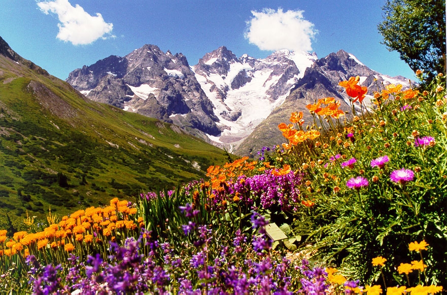 Цветы гор...