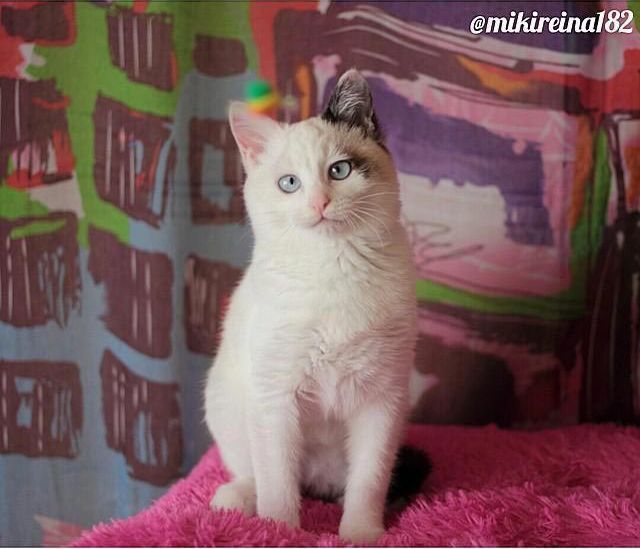 Милейшие косоглазые коты, чей изъян делает их уникальными Милейшие косоглазые коты, чей изъян делает их уникальными животные, косоглазые коты