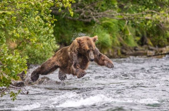 Забавная медвежья рыбалка попала в объектив фотографа