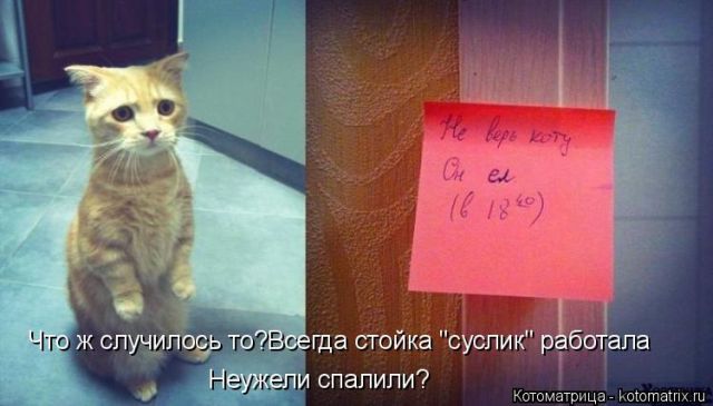 Котоматрицы великолепные, каждая с кусочком тепла, позитива и улыбкой!!! Всем добрых событий сегодня!!! Котоматрицы великолепные, каждая с кусочком тепла, позитива и улыбкой!!! Всем добрых событий сегодня!!!