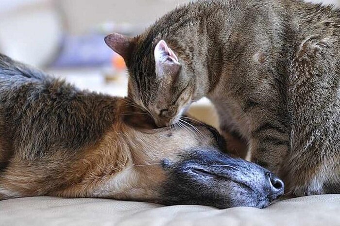 Лесной кот