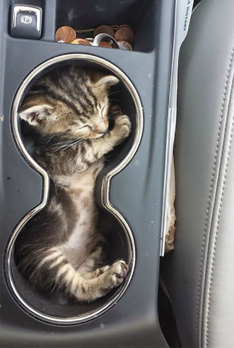 Место для кота в машине. Место для кота в машине.