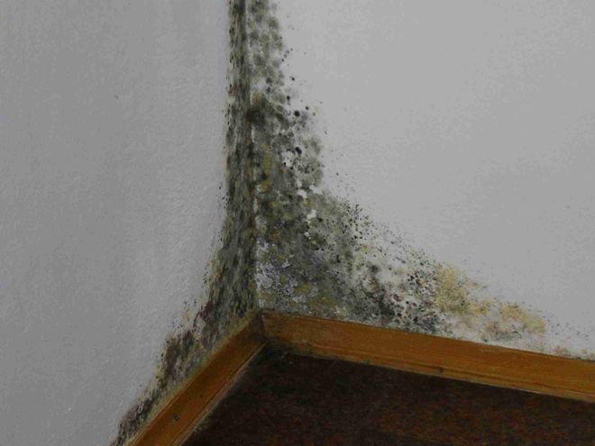 Чем опасна плесень на стенах в квартире