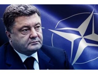 Порошенко и НАТО: новый «конь» для въезда во власть Порошенко и НАТО: новый «конь» для въезда во власть