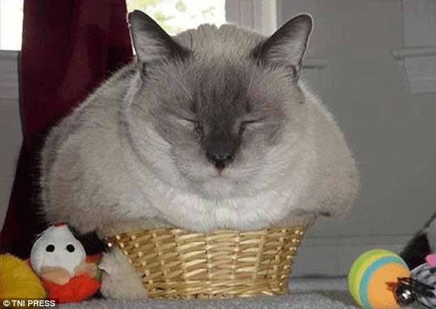 Полная гармония Полная гармония животные, коты, смешно, фото