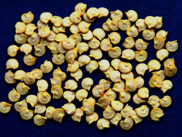 Семена перца. Фото пользователя Людмила Генералова