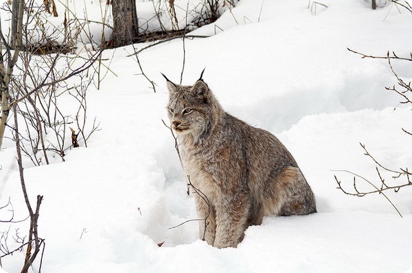 Канадская рысь (лат. Lynx canadensis)