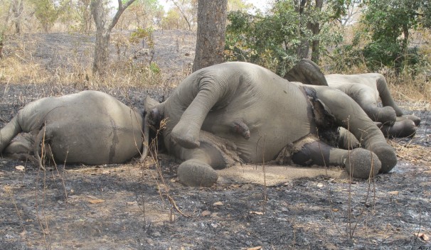 В парке Зимбабве Хванге погибли более 80 слонов, охотники за слоновой костью подсыпали им в резервуар с питьевой водой цианистый калий.