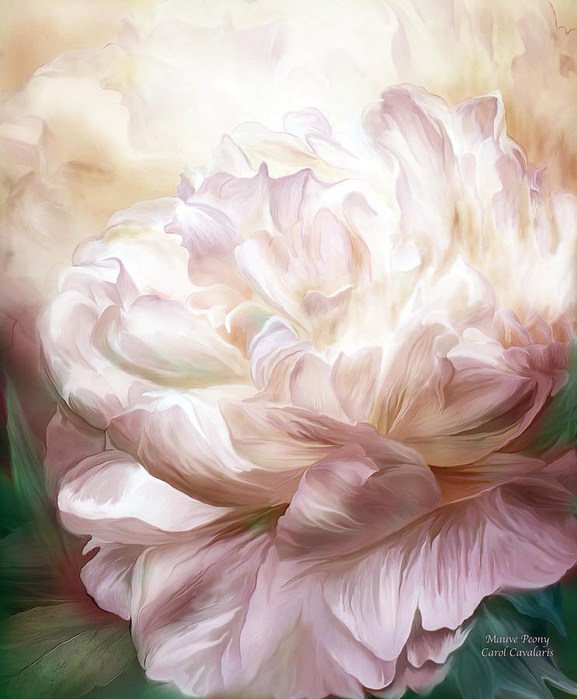 mauve-peony-carol-cavalaris (577x700, 355Kb)