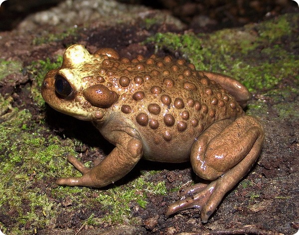 Лягушка Буллока (лат.Telmatobufo bullocki)