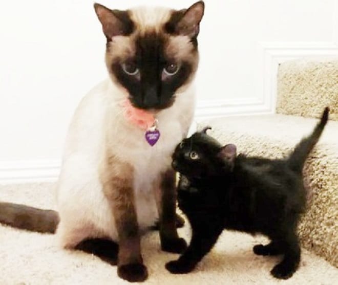 Котенок стоит возле кошки Кошка сидит