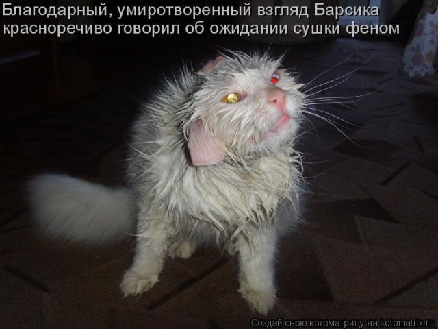 Котоматрицы великолепные, каждая с кусочком тепла, позитива и улыбкой!!! Всем добрых событий сегодня!!! Котоматрицы великолепные, каждая с кусочком тепла, позитива и улыбкой!!! Всем добрых событий сегодня!!!