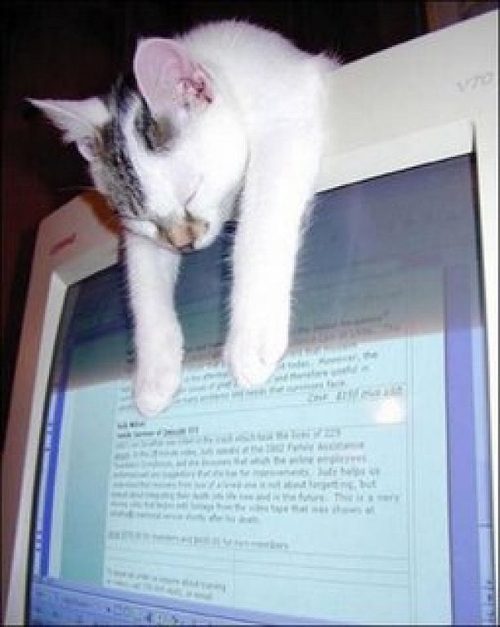 Доказательства того, что коты могут спать где угодно и как угодно. Внимание! Не стоит повторять, если, конечно, вы не кот.))) Доказательства того, что коты могут спать где угодно и как угодно. Внимание! Не стоит повторять, если, конечно, вы не кот.)))