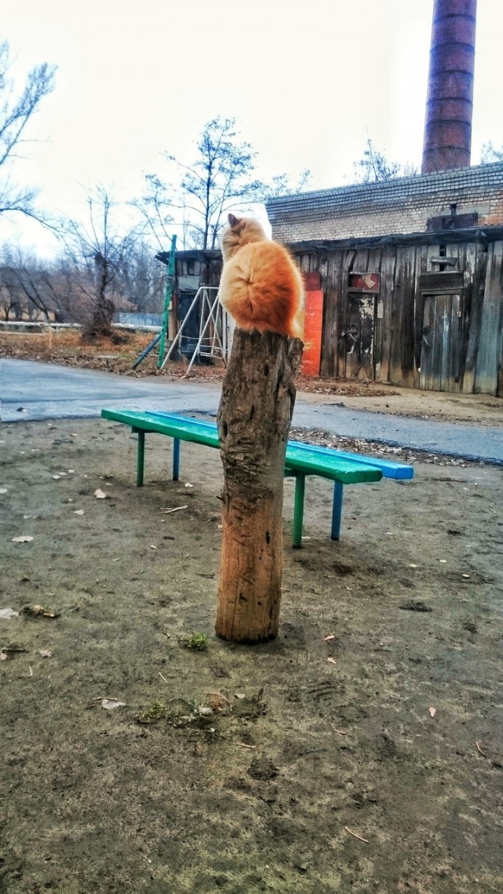 Очень колоритные уличные коты Очень колоритные уличные коты коты, окраины, улица, эстетика