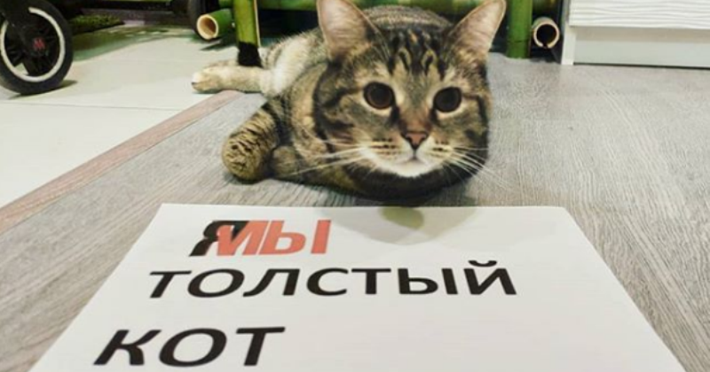 Кот Виктор, который смог: россиянин обманул авиакомпанию и провез в салоне слишком толстого кота