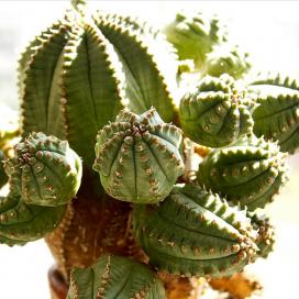 Молочай сосочковый (Euphorbia mammilaris) Молочай сосочковый (Euphorbia mammilaris)