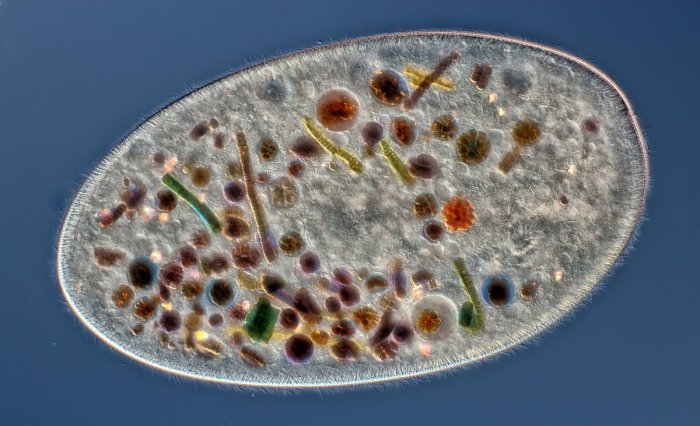 Снимки фотоконкурса «Nikon Small World 2016» (18 фото) Интересные микро снимки живой природы (18 фото)