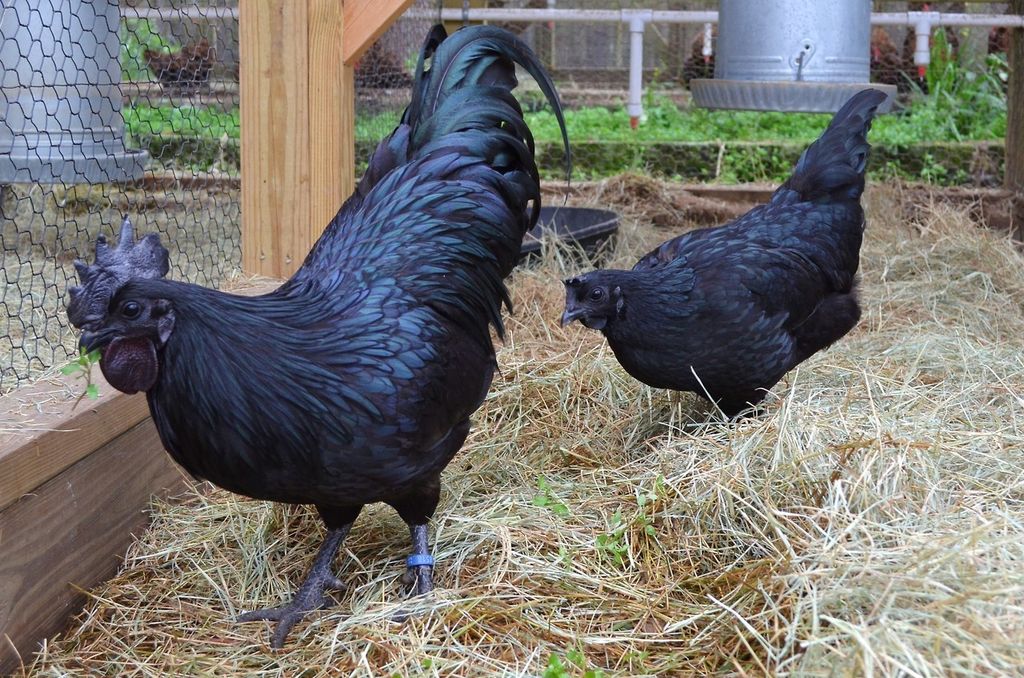 Аям чемани (ayam cemani) — редкая декоративная порода кур Аям чемани (ayam cemani) — редкая декоративная порода кур