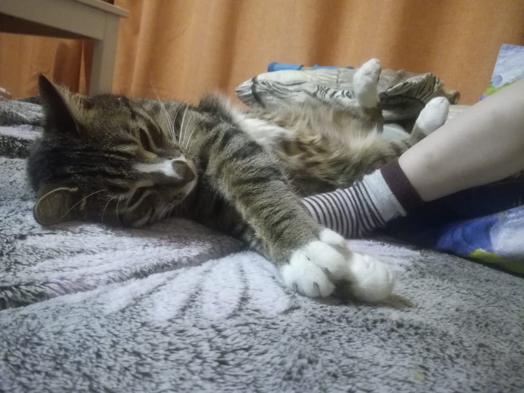 люди взяли кота из приюта кот на полу