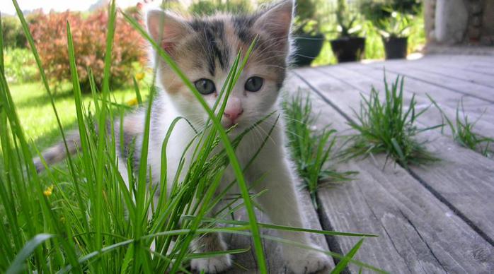 Котик и собачка на даче: плюсы и минусы.
