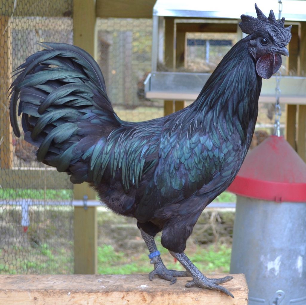 Аям чемани (ayam cemani) — редкая декоративная порода кур Аям чемани (ayam cemani) — редкая декоративная порода кур
