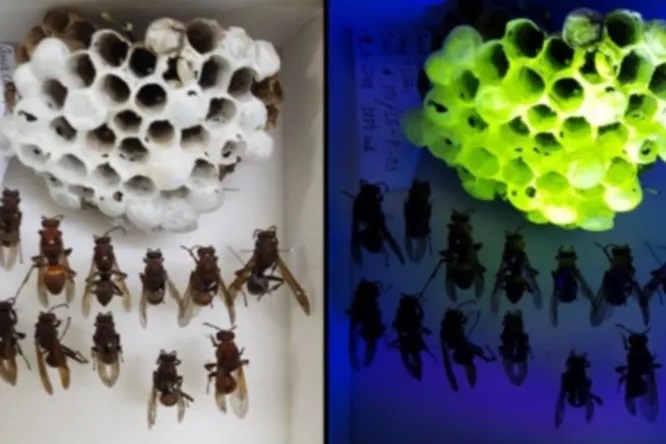 Гнезда азиатских ос светятся под ультрафиолетовым светом