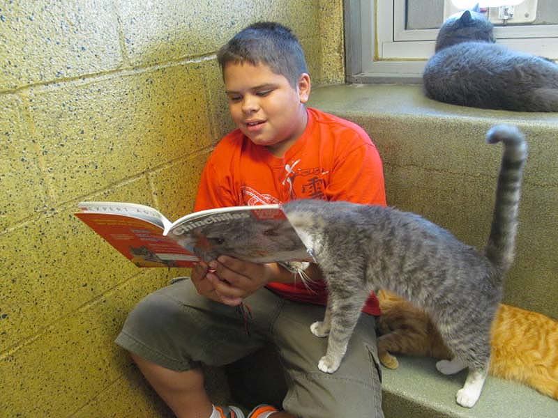 bookbuddies111 Дети учатся читать, а коты им помогают