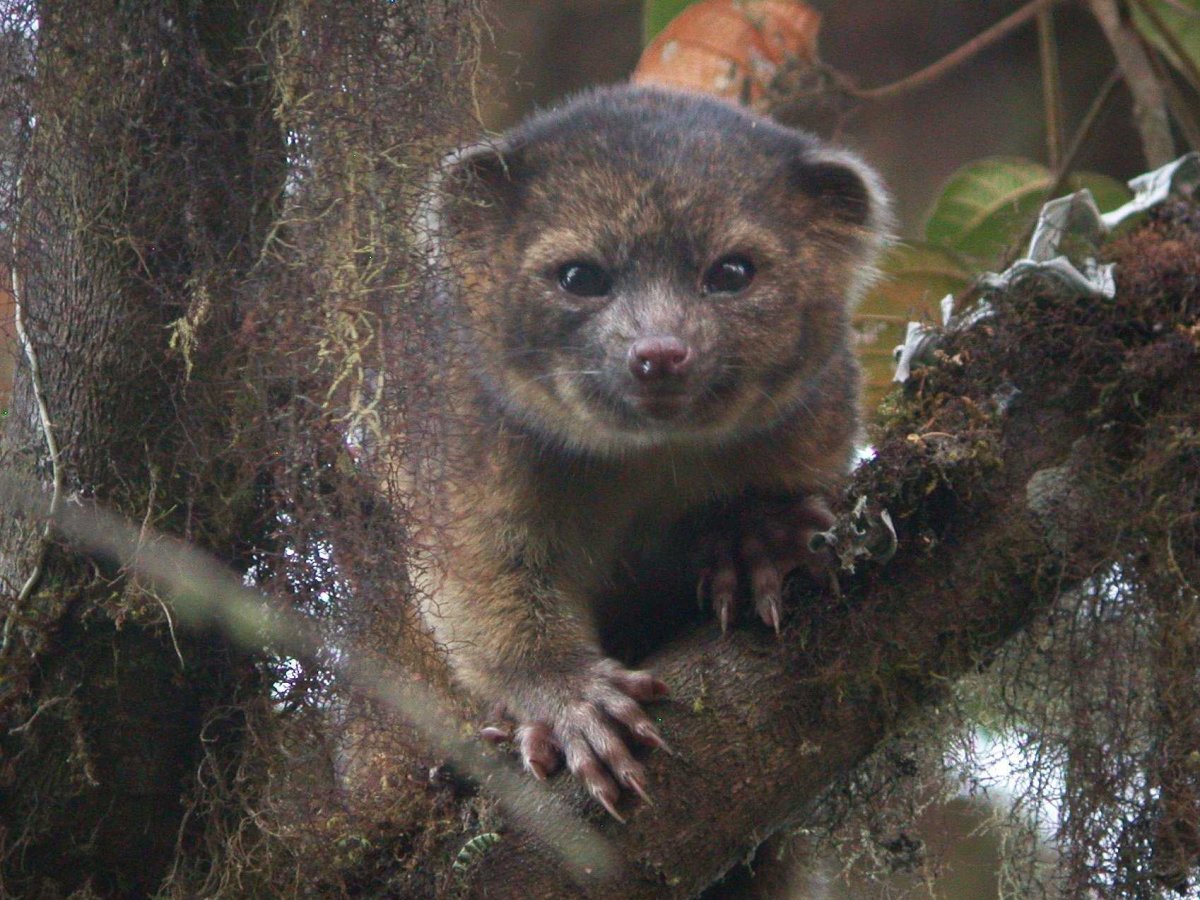 the-olinguito-was-the-first-new-carnivorous-mammal-discovered-in-the-americas-in-the-last-35-years-a-relative-of-the-raccoon-the-olinguito-is-super-adorable
